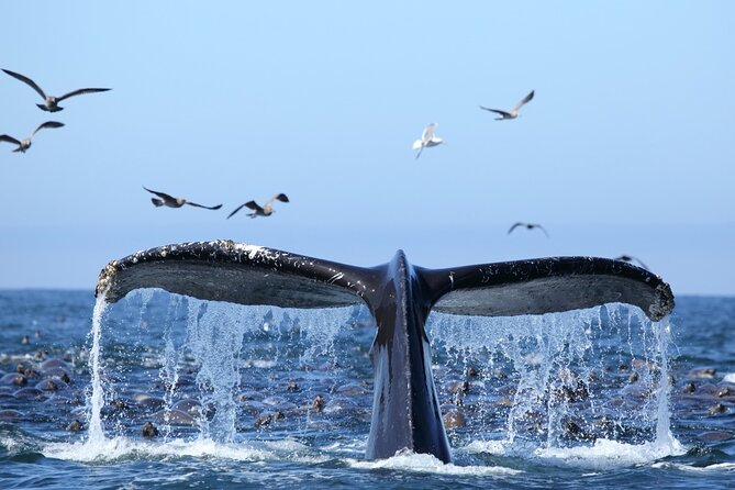 1.5 Hour Waikiki Whale Watching with E Sea Diver (Shuttle Option) - Getting to E Sea Diver at Ala Moana Pier E (and the Shuttle Option)