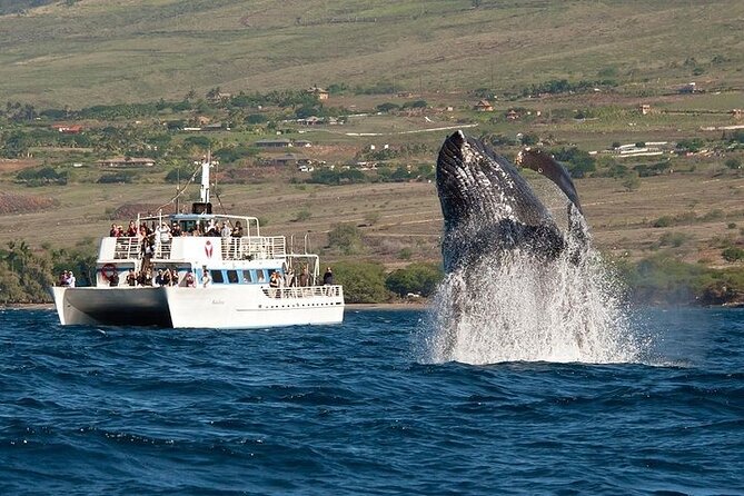 2-Hour Oahu Whale Watch from Ala Wai Harbor, Waikiki - Key things to know before you go
