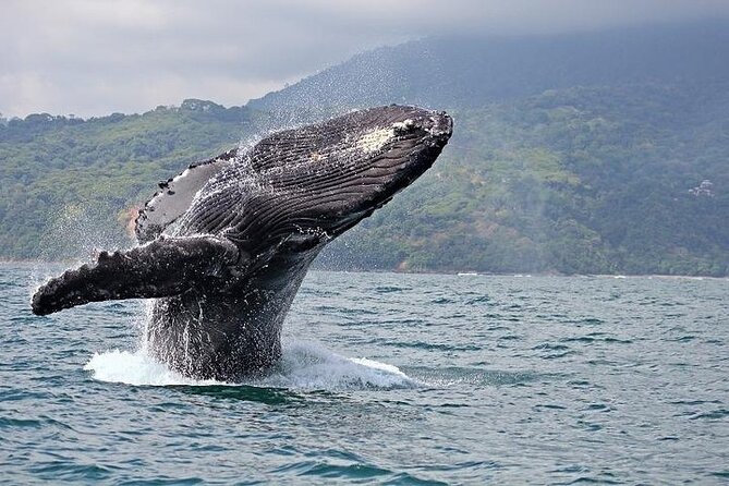2-Hour Oahu Whale Watch from Ala Wai Harbor, Waikiki - Entering the Aldea Wai flow: how this Oahu whale watch fits Waikiki days