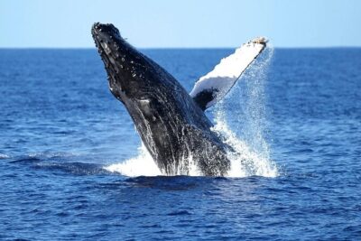 2 Hour Waikiki Whale Watching Cruise from Oahu - Boat setup: where you’ll stand, sit, and actually see something