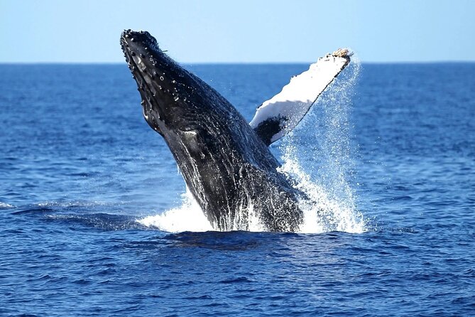 2 Hour Waikiki Whale Watching Cruise from Oahu - Boat setup: where you’ll stand, sit, and actually see something