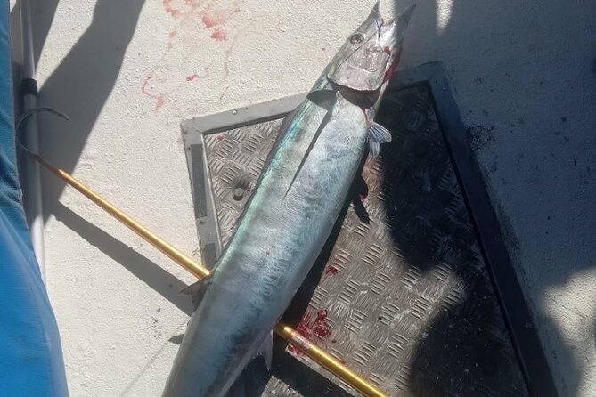 3-Hour Fishing Trip in Waikiki - Fishing Gear and Odds: Beginner-Friendly, but Catch Results Vary