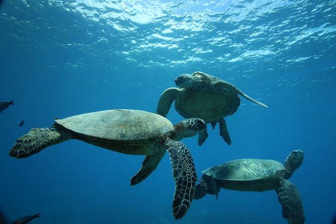 9am Turtle Canyon Snorkel Adventure - Key things I’d zero in on before you go
