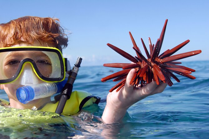 All-Inclusive Sunset Dolphin Watch and Snorkeling Cruise - Sunset Dolphin Cruise Timing: Why 4:15pm Feels Just Right