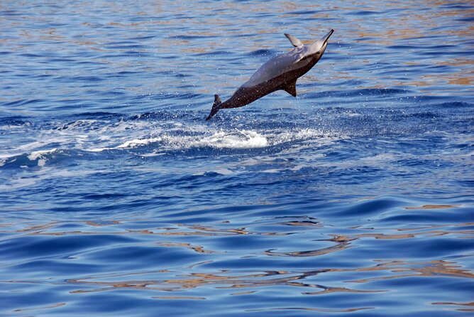 All-Inclusive Sunset Dolphin Watch and Snorkeling Cruise - Dinner, Drinks, and Sunset Deck Time: The Part That Turns a Tour into a Memory