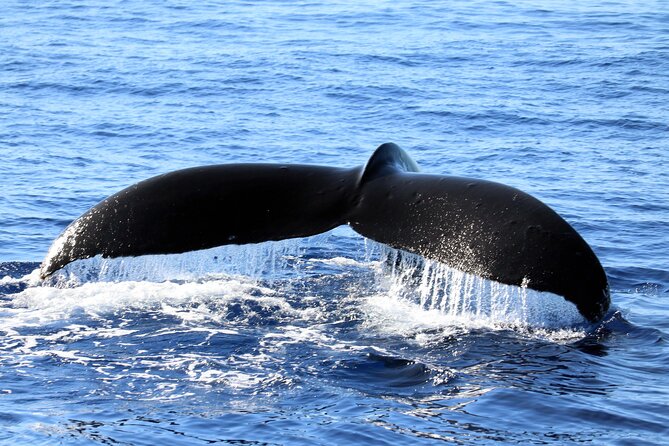 All-Inclusive Sunset Dolphin Watch and Snorkeling Cruise - Ko Olina Departure and Pickup: Getting to the Boat Without Stress