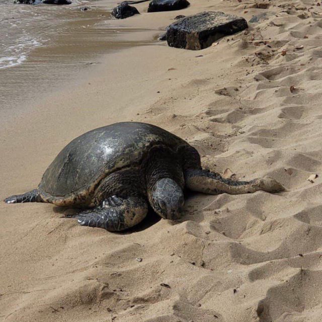 Best of Oahu in One Day - Price and value: what $799 per group really buys you