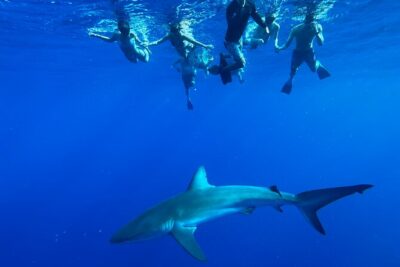 Cage-Free Shark Swim from Oahu - Haleiwa Meeting Point and What to Bring Before You Go