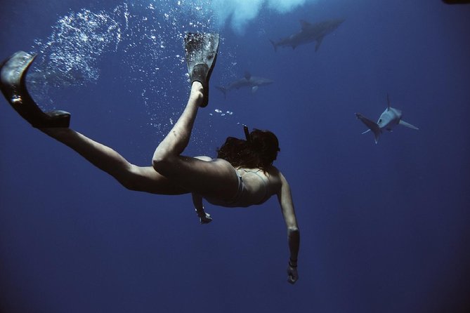 Cage-Free Shark Swim from Oahu - What Makes the Crew Experience So Strong