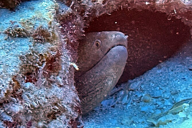 Certified Diver: 2-Tank Night Dive - Why Oahu at Night Feels Like a Different Planet