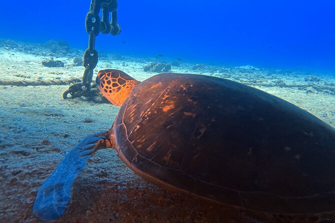 Certified Diver: 2-Tank Night Dive - Kewalo Pipe After Sunset: The Night-Shift Creatures and Bioluminescent Moments