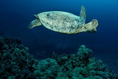 Certified Diver: 2-Tank Night Dive - The Two-Tank Timeline: Twilight Start, Sunset Break, Dark-Water Second Act