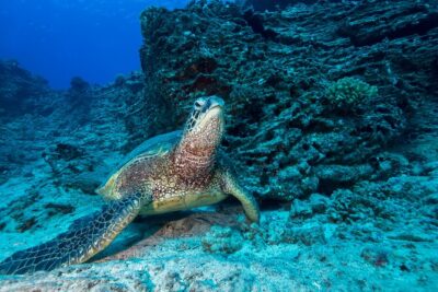 Certified Diver: 2-Tank Shallow Reef Dives off Oahu - Gear and refuel stops: the hidden comfort factor
