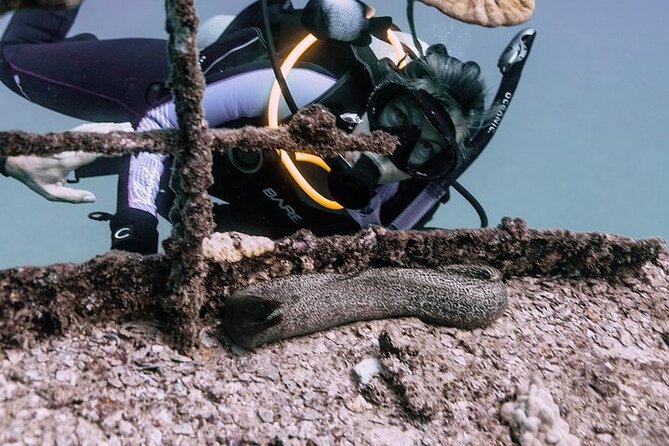 Certified Divers: Best 2-Tank Wrecks & Reef Boat Dive All Inclusive From Waikiki - Key Highlights to Know Before You Go