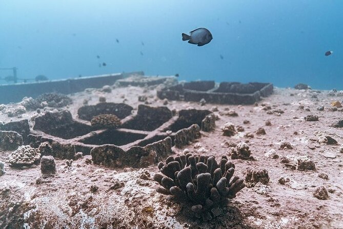 Certified Divers: Best 2-Tank Wrecks & Reef Boat Dive All Inclusive From Waikiki - How the Staff Style Affects Your Day