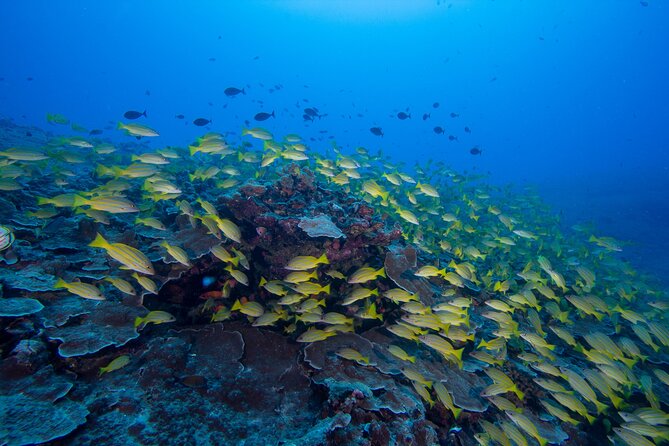 Certified Scuba Diving Along Two Shallow Reef Sites - Maunalua Bay Check-In and the 10:30am Start