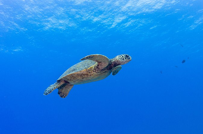 Certified Scuba Diving Along Two Shallow Reef Sites - What Francisca and the Captain Help You Get Right