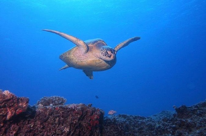Certified Scuba Diving Along Two Shallow Reef Sites - Timing, Physical Fitness, and Keeping the Day Easy