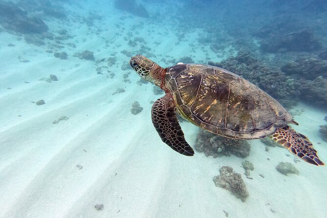 Certified Scuba Diving Experience in Honolulu - Key things that make this charter work