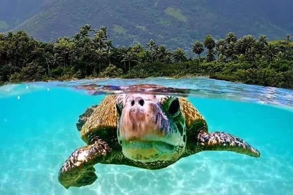 Circle Island: Swim with Turtles and Explore Paradise Oahu - North Shore Scenery, Haleiwa, and the Stops Around Turtle Town