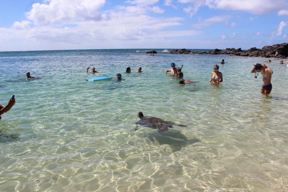 Circle Island: Swim with Turtles and Explore Paradise Oahu - Food and Flavor Stops: Macadamias, Kahuku Shrimp, and Dole Treats