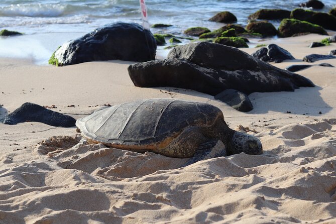 Circle Island Tour with Snorkeling & Turtles - Key Things You’ll Notice on This Tour