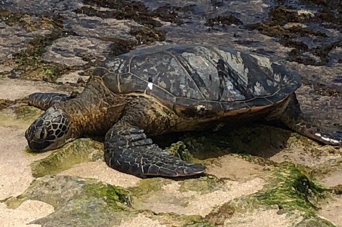 Circle Island tours - swim with turtles,Private & Small Group Tours - South and East Oahu: iconic stops plus the stuff locals actually use
