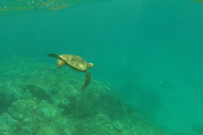 Clear Bottom Kayak - Guaranteed to see Turtles! - The Paddle Plan: Reef, Rocky Coves, and a River Stretch