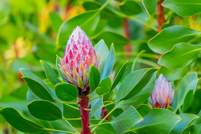 Day Trip Oahu to Maui: Sips, Sites and Bites - The guide and the mini-bus factor: why tone and pacing matter