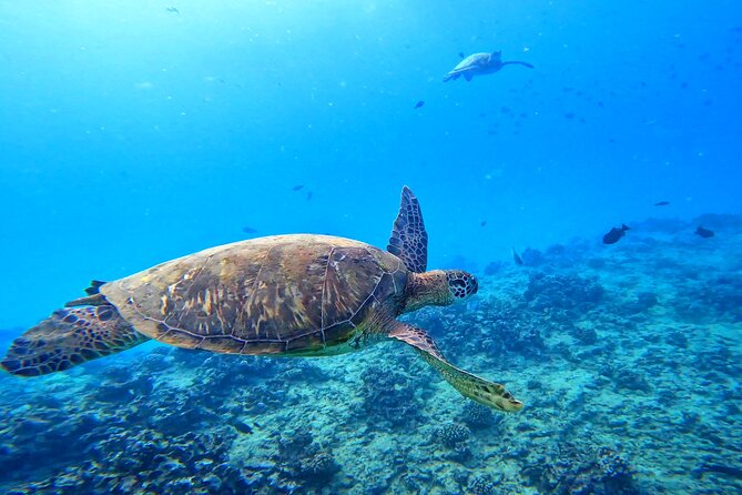 Deluxe Turtle Snorkeling Escapade at Waikiki - Key Points to Know Before You Go