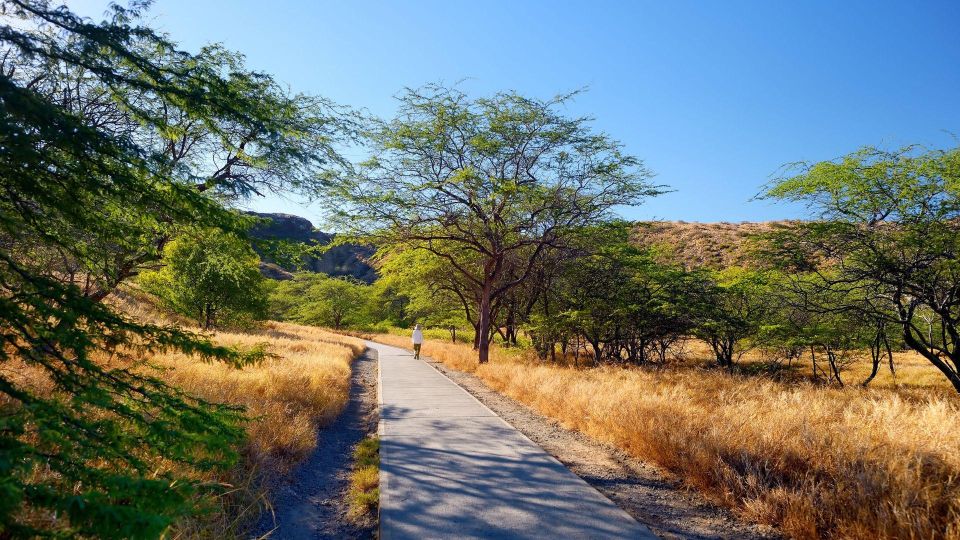 Diamond Head Manoa Falls - The Bamboo Forest Walk to Manoa Falls: What Makes It Special