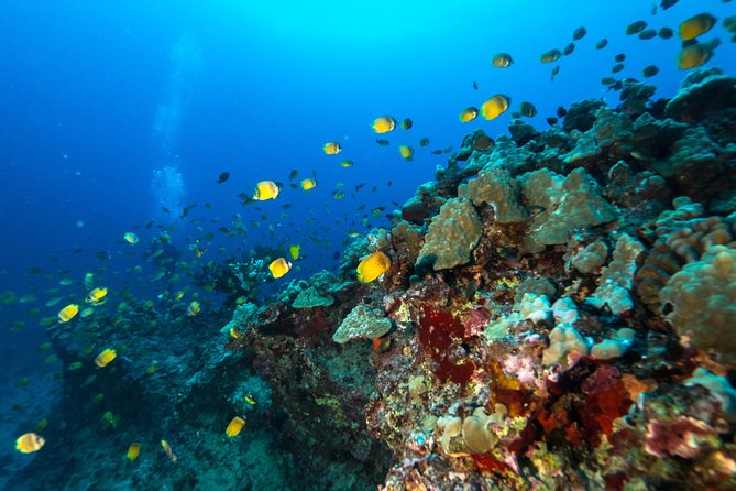 DISCOVER Scuba Diving Experience in Honolulu - It’s Still Ocean Travel: A Few Real-Life Considerations