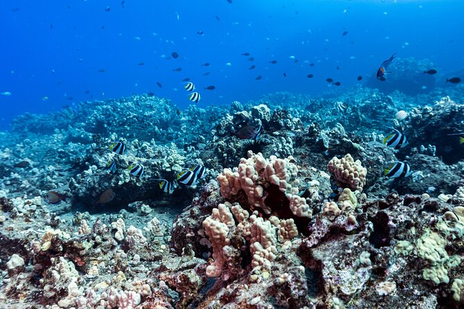 Discover Scuba Diving in Hawaii - Non certified divers! - Maunalua Bay Beach Park: your starting line in Honolulu