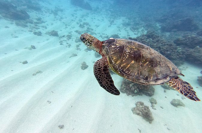 Discover Scuba Diving in Hawaii - Non certified divers! - The surface practice: where confidence gets built