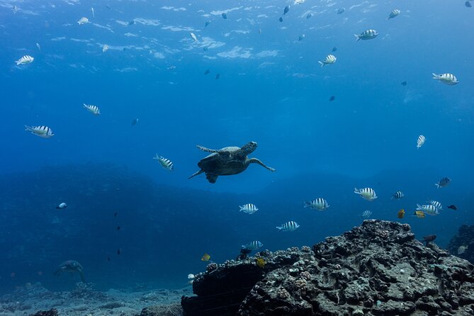 Discover Scuba Diving in Hawaii - Non certified divers! - Price and value: what $237.69 buys you in real terms