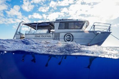 Dive with Sharks in Hawaii: Shark Tour from Haleiwa - The 2-Hour Flow: What Happens From Harbor to “Back Shore”