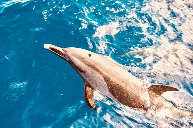 Dolphin Watching and Snorkeling on the West Coast of Oahu - Key Highlights