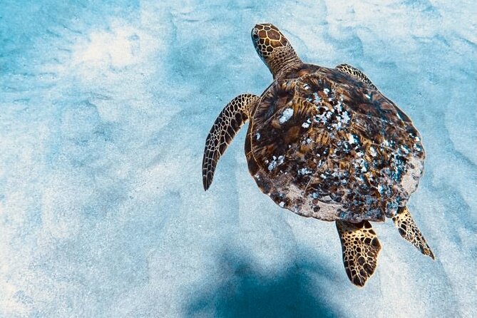 Dolphin Watching and Snorkeling on the West Coast of Oahu - West Oahu’s Dolphin Watching Feels Like Real Ocean Time