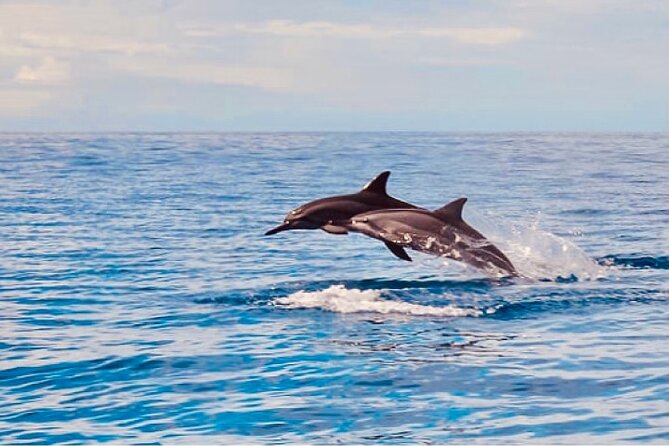 Dolphin Watching and Snorkeling on the West Coast of Oahu - The Catamaran Setup: Comfort, Capacity, and a Realistic Group Size