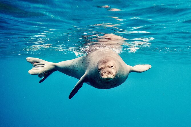 Dolphin Watching and Snorkeling on the West Coast of Oahu - What You Might See Besides Dolphins (And Why That’s Worth It)