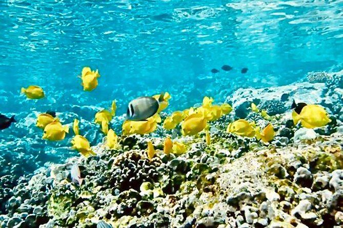 Dolphin Watching and Snorkeling on the West Coast of Oahu - Food and Drinks: Snacks + Mini Hawaiian Lunch Actually Matter
