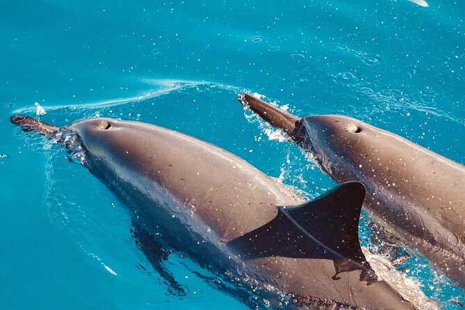 Dolphin Watching and Snorkeling on the West Coast of Oahu - From Waikiki to the Harbor: Time Your Expectations