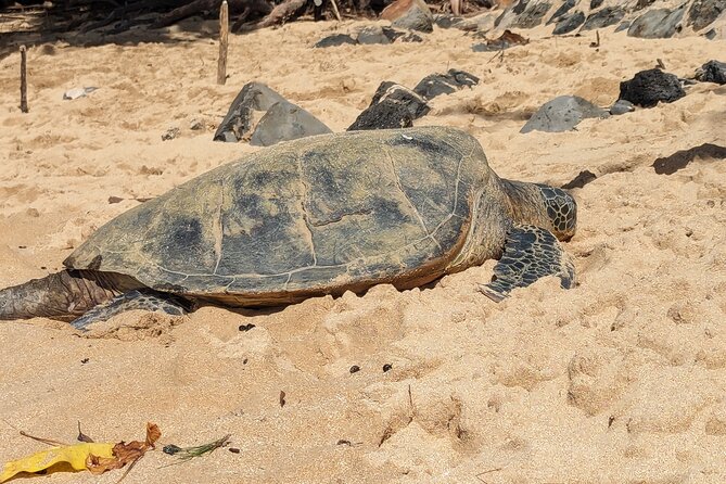 Famed North Shore Tour - Shark’s Cove: Clear Water, Colorful Fish, And That Big “Cool Off” Factor