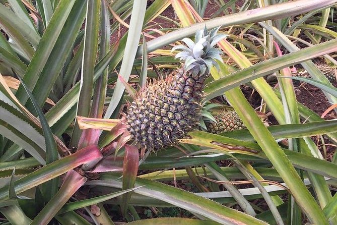 Family-Friendly Private Circle Island Tour of Oahu - La’ielohelohe Beach Park: Views Plus Jurassic Park Context