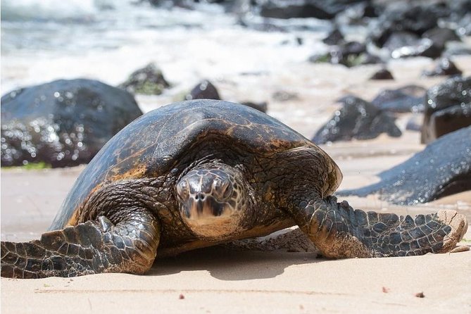 Family-Friendly Private Circle Island Tour of Oahu - How Long You Really Get at Each Place