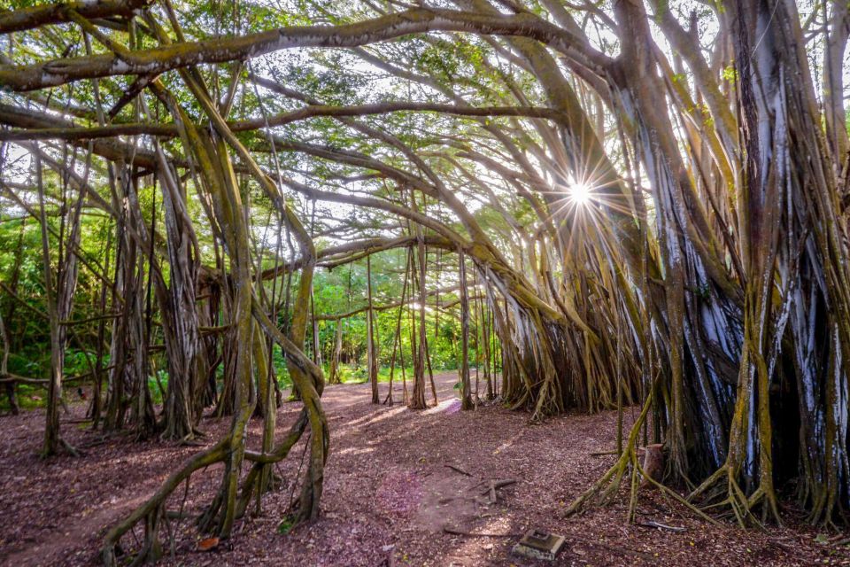 First Day Must 10-Hour Sunrise & Full Island Photo Tour - How a sunrise photo route beats wandering on your own