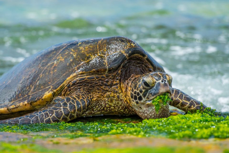 First Day Must 10-Hour Sunrise & Full Island Photo Tour - Byodo-In Temple and Kualoa Regional Park: variety beyond the beaches