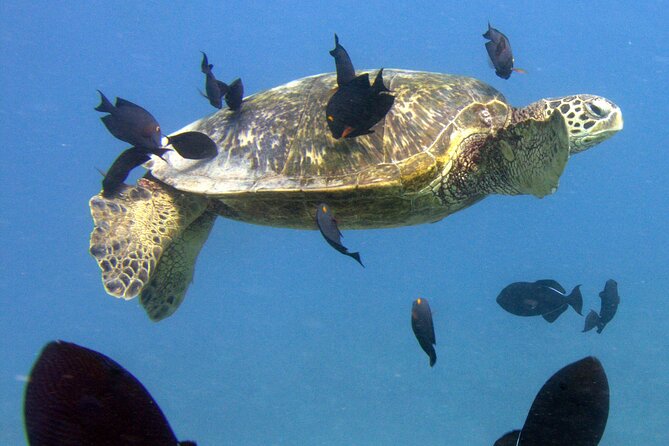First Time Introductory Scuba Dive - Meeting Point Logistics: Near Public Transit and a Simple Round Trip