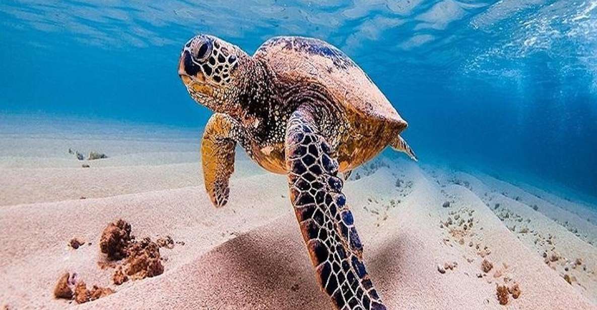 From Waikiki: Oahu Grand Circle Island Experience - North Shore Surf Breaks: Waimea Bay, Pipeline, and Shark’s Cove Views