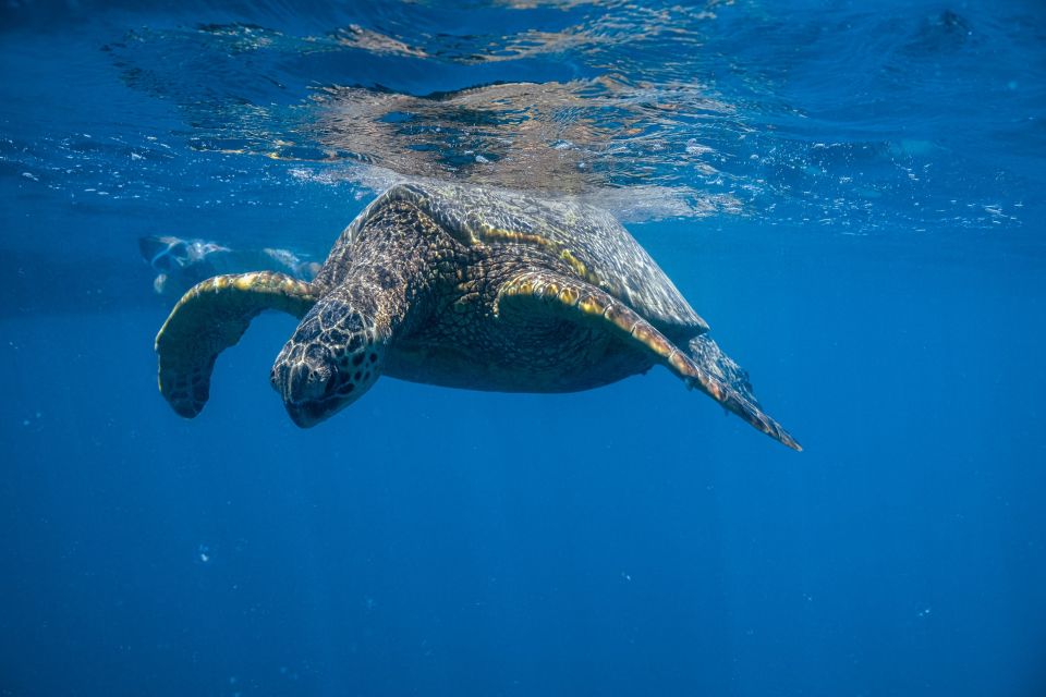 From Waikiki: Turtle Canyon Snorkeling Tour - Turtle Canyon snorkeling from Waikiki: why this tour feels different
